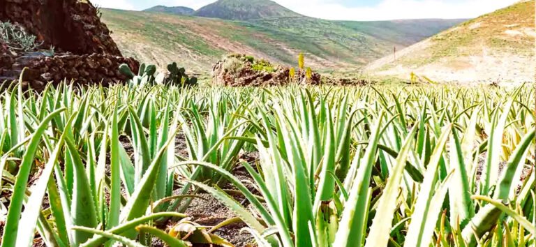 Aloe Vera gel vers van de plantage boer