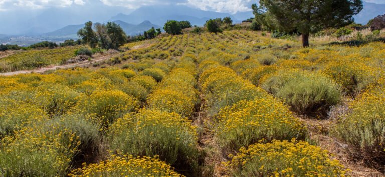 helicryse strobloem plantage