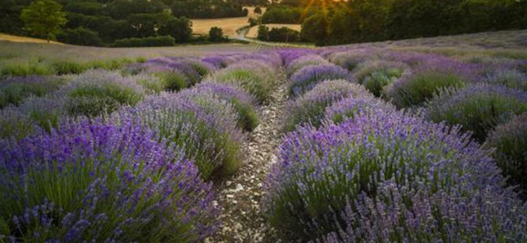 Lavendel plantage in zuid-Frankrijk