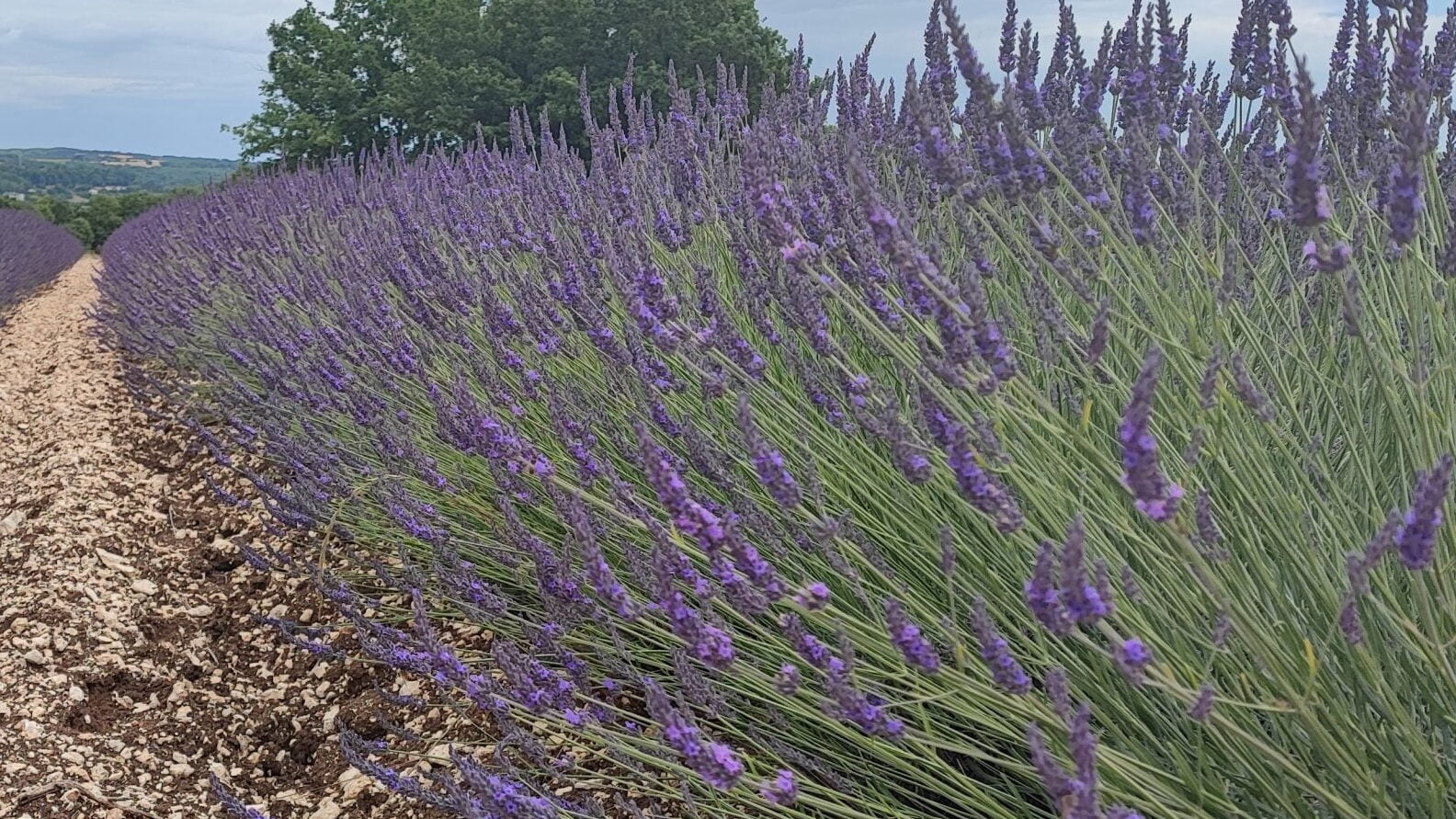 Lavendel plantage etherische olie Frankrijk