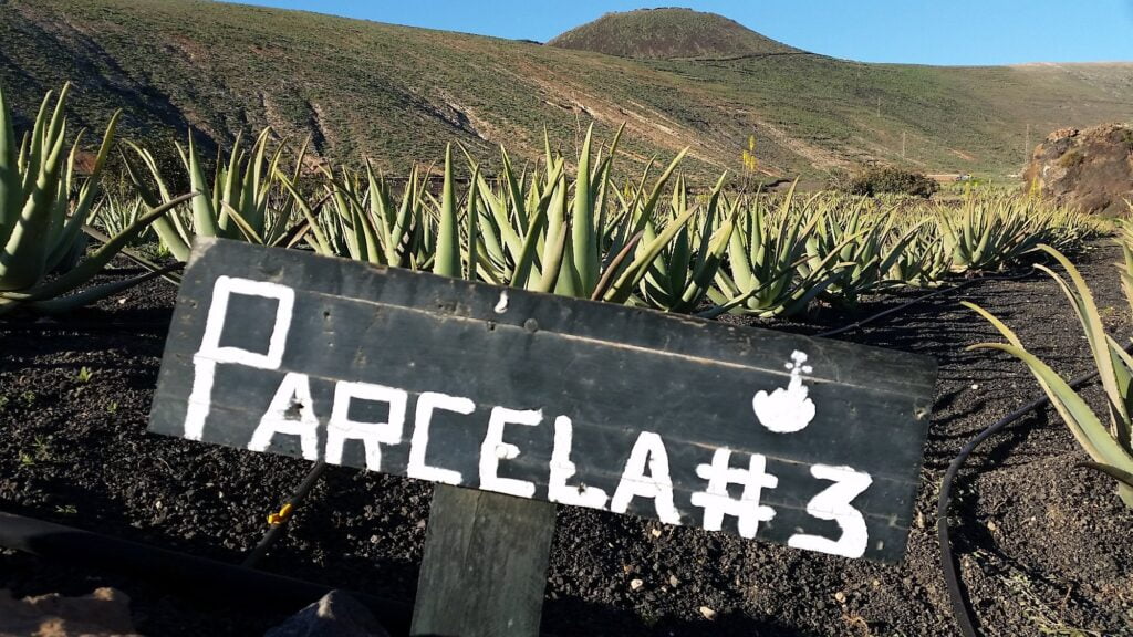 Aloe Vera perceel boerderij plantage