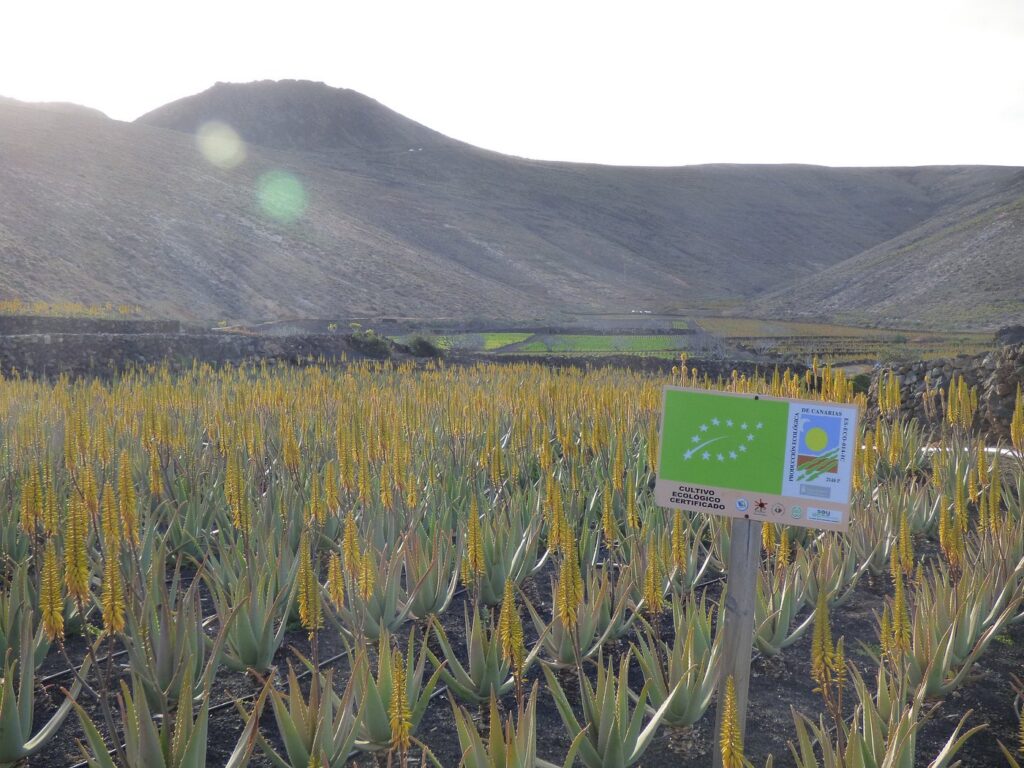 Aloe Vera gel biologisch gecertificeerd boer