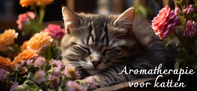 etherische olie aromatherapie bij katten poezen