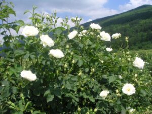 witte rozen plantage Bulgarije olie hydrolaat