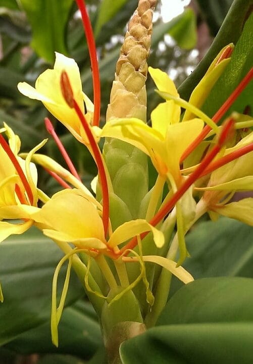 gember bloem